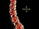 Chelydra (Bracelet) - Handmaden Designs LLC Copper and enameled copper Chelydra chainmaille bracelet - Handmaden Designs LLC