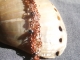 Claramae - Handmaden Designs LLC - as seen on Cedar Cove Cedar Cove copper and pearl bracelet by Handmaden Designs LLC