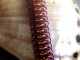 Copper, purple, and brown Crotalus chainmaille bracelet by Handmaden Designs LLC