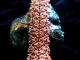 Copper Orc Sheet bracelet